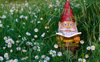 Nain de jardin posé dans l'herbe avec pleins de pâquerettes autour de lui, il lit un livre.