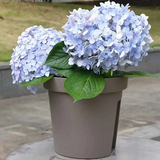 Pot de Fleur Créatif avec Fente pour Balcon avec des fleurs sur fond d'extérieur gris
